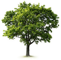 Tree Care Grappenhall