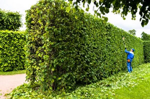 Hedge Trimming Storrington
