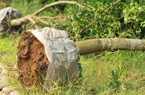 Tree Transplanting Coppull (01257)