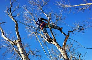 Tree Care Bovey Tracey