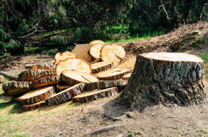 Tree Removal Barton-upon-Humber