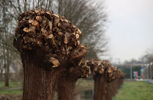 Tree Pollarding Midhurst West Sussex