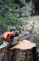 Tree Removal Bebington