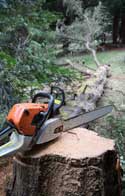 Tree Removal Newhaven