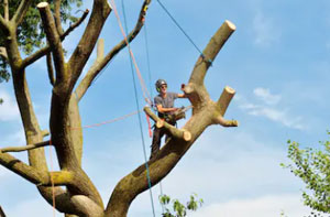 Tree Surgeon Lancing