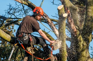 Local Tree Surgeons Near Wetherby West Yorkshire