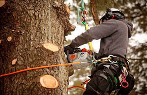 Approved Tree Surgeons Culcheth (01925)
