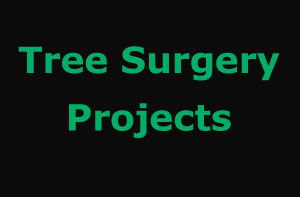 Frinton-on-Sea Tree Surgery Projects