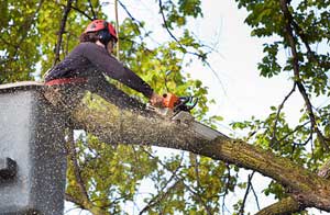 Tree Surgery Kirkcaldy