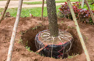 Tree Transplanting Wistaston (01270)