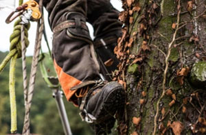 Finding a Tree Surgeon Near Me Rotherham (S60)